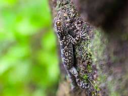 Image de Hemidactylus yajurvedi Murthy, Bauer, Lajmi, Agarwal & Giri 2015