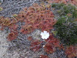 Image of Drosera aberrans (Lowrie & Carlquist) Lowrie & Conran