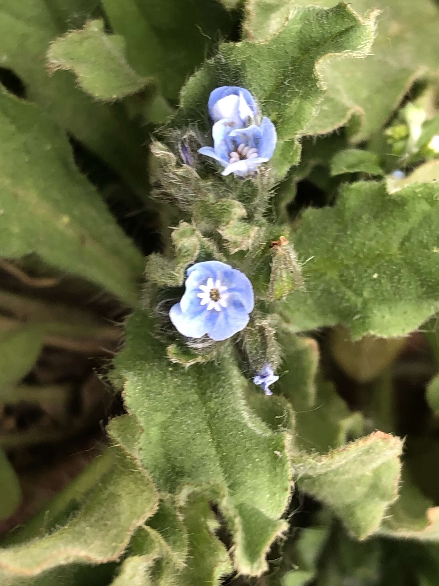 Image of Bothriospermum chinense Bunge