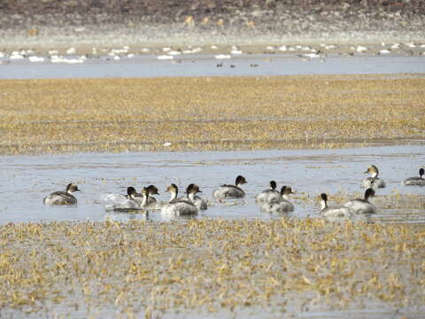 Слика од Podiceps occipitalis Garnot 1826