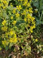 Image of charlock mustard