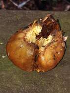 Image of Cortinarius epiphaeus (E. Horak) Peintner & M. M. Moser 2002