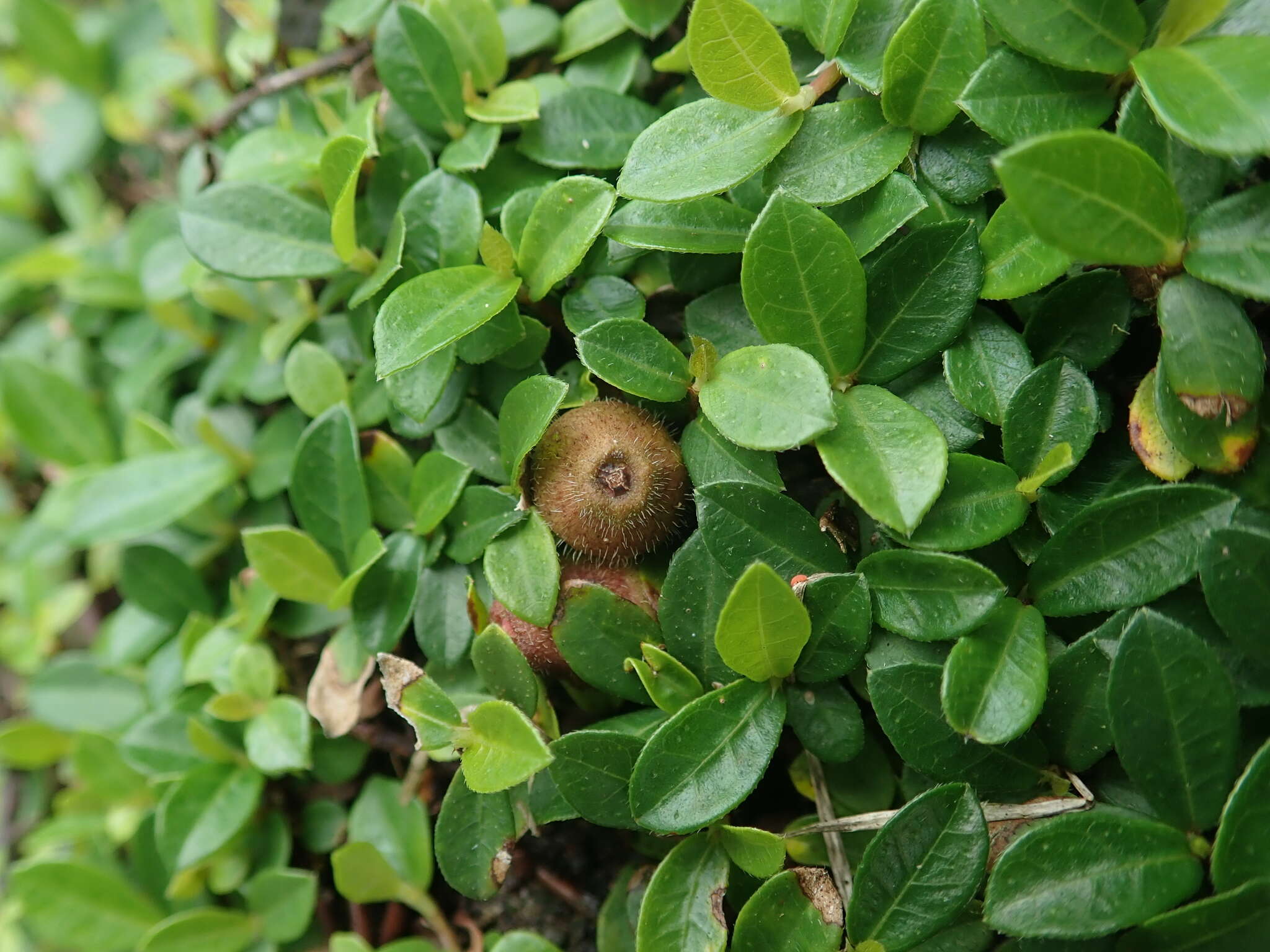 Image of Ficus vaccinioides Hemsl. & King ex King