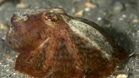 Image of Octopus berrima Stranks & Norman 1992