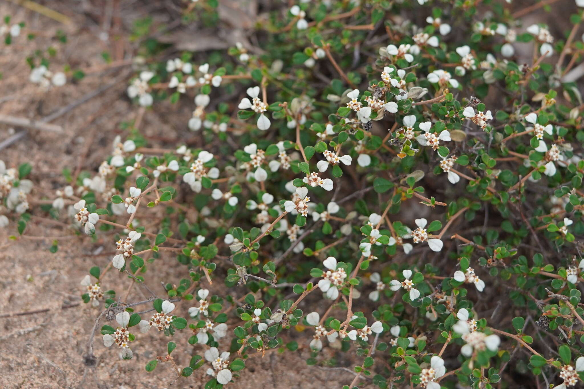 Image of Cryptandra leucophracta Schltdl.