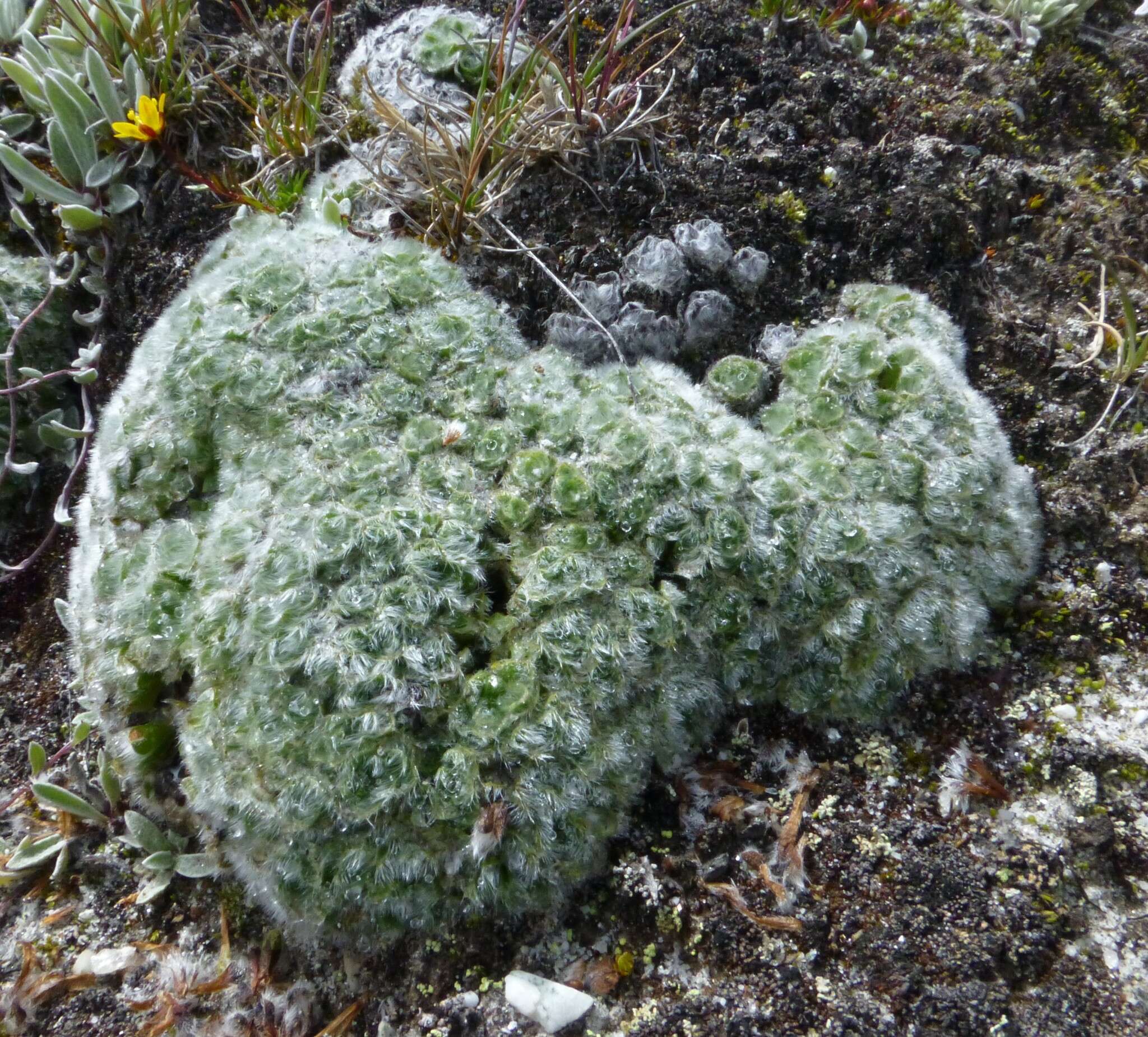 Слика од Chionocharis hookeri (C. B. Cl.) I. M. Johnst.