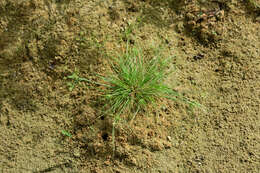 Image of Fimbristylis squarrosa Vahl