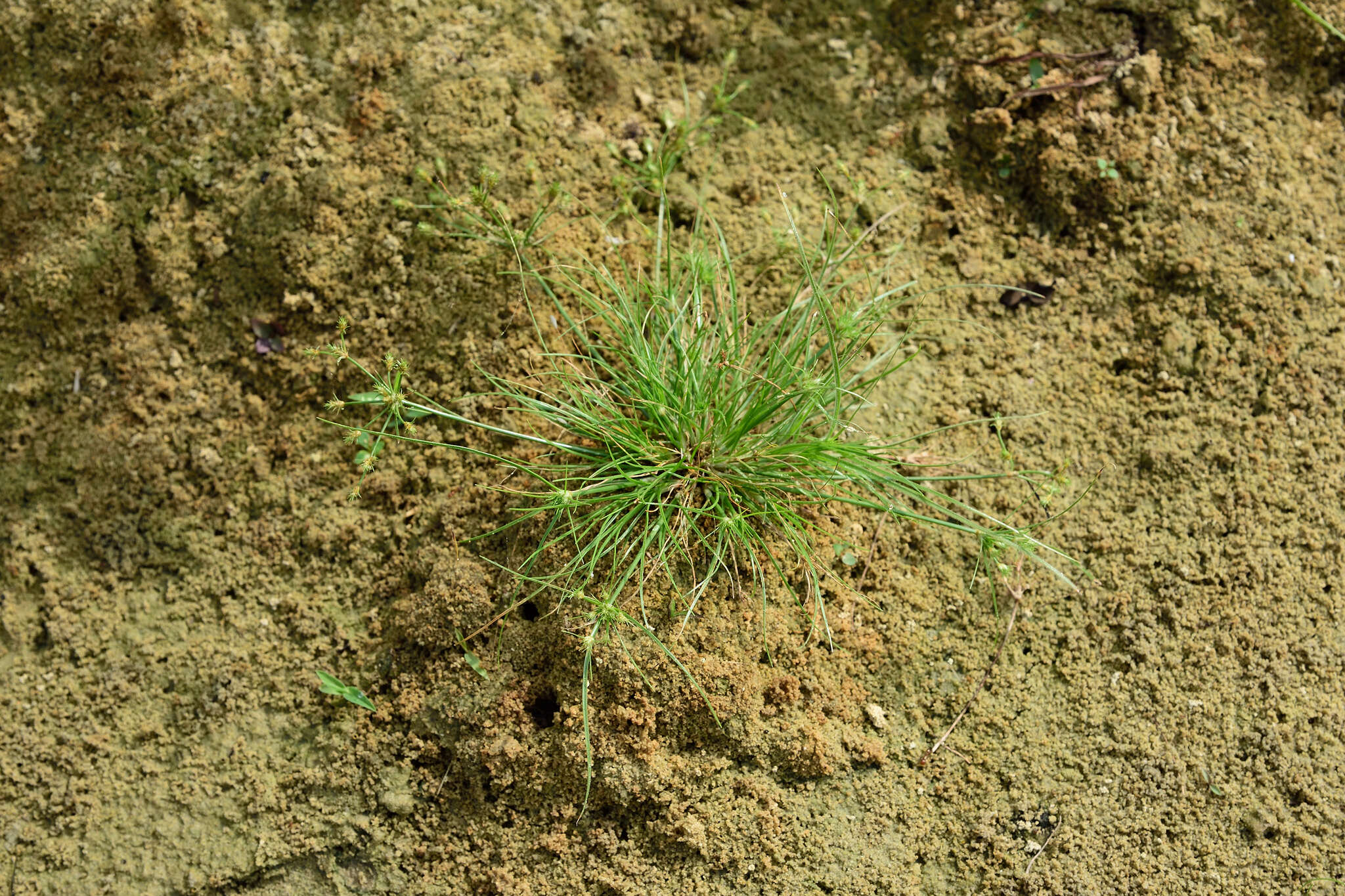 Fimbristylis squarrosa Vahl的圖片