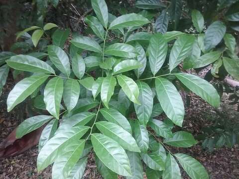 Imagem de Harpullia pendula Planch. ex F. Müll.