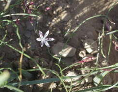 Image of Strumaria tenella subsp. tenella