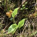 Image of Cypripedium segawae Masam.