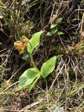 Sivun Cypripedium segawae Masam. kuva