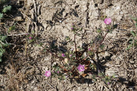 صورة Malva transcaucasica Sosn.