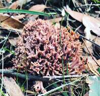 Image of Clavaria versatilis (Quél.) Sacc. & Trotter 1912