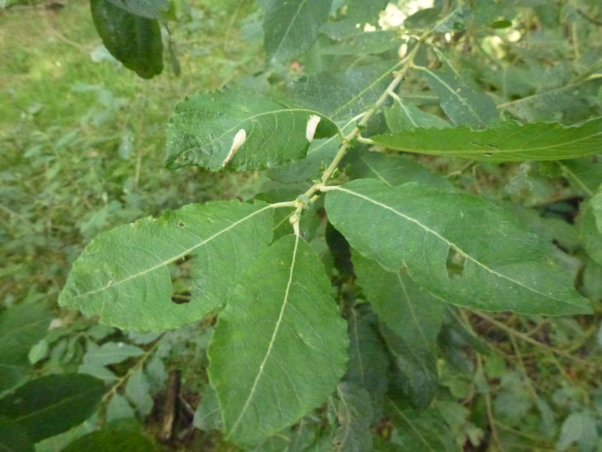 صورة Phyllonorycter salictella (Zeller 1846)