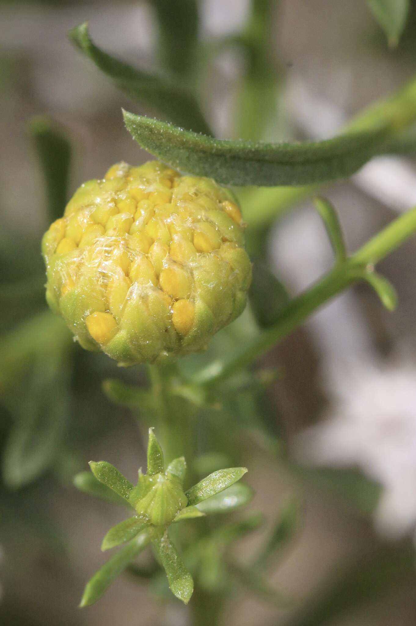 Image of yellow aster