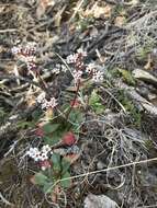 Plancia ëd Micranthes eriophora (S. Wats.) Small