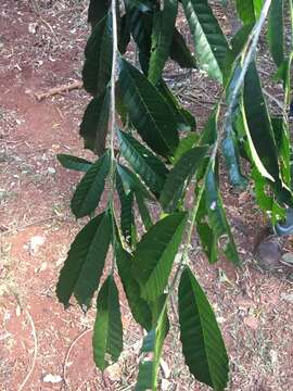 Image of Sorocea bonplandii (Baill.) Burger, Lanj. & Boer