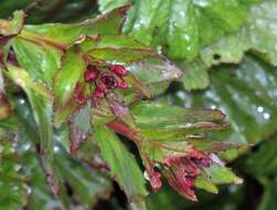 Image of Epilobium australe Poepp. & Hausskn.