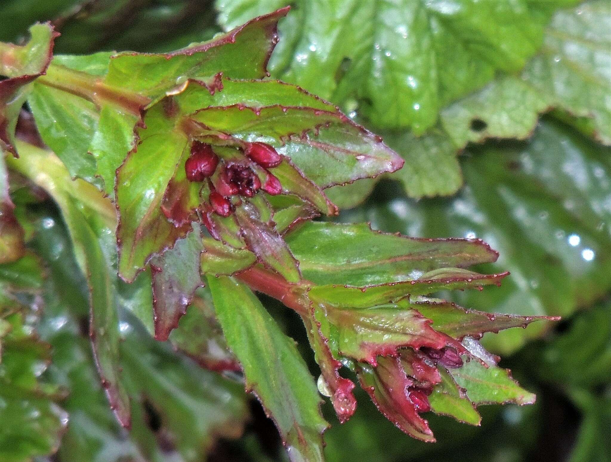 Image of Epilobium australe Poepp. & Hausskn.