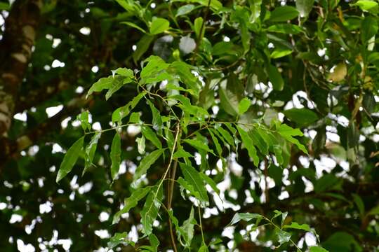 Image of Quercus ocoteifolia Liebm.