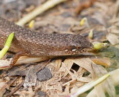 Image of Southern Weasel Skink