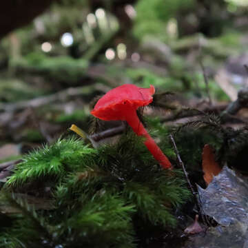 Image of Hygrocybe firma (Berk. & Broome) Singer 1958