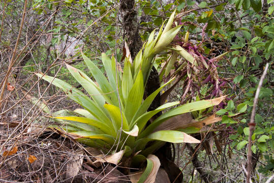 Imagem de Tillandsia australis Mez