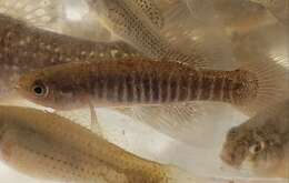 Image of Bayou Killifish