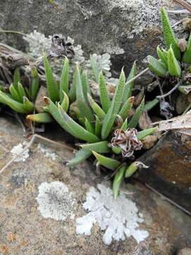 Image of Bergeranthus vespertinus (Berger) Schwant.