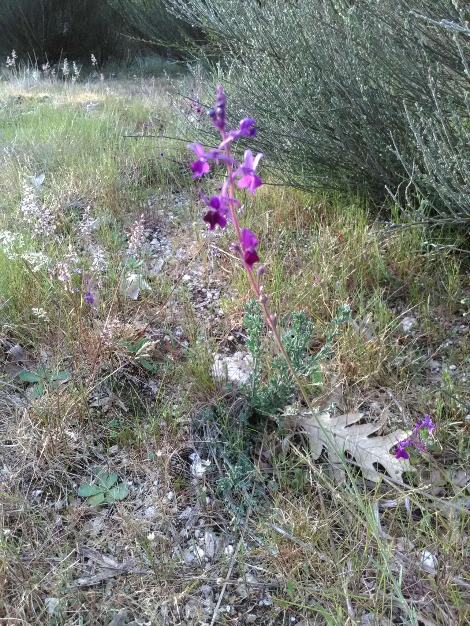 Sivun Linaria elegans Cav. kuva