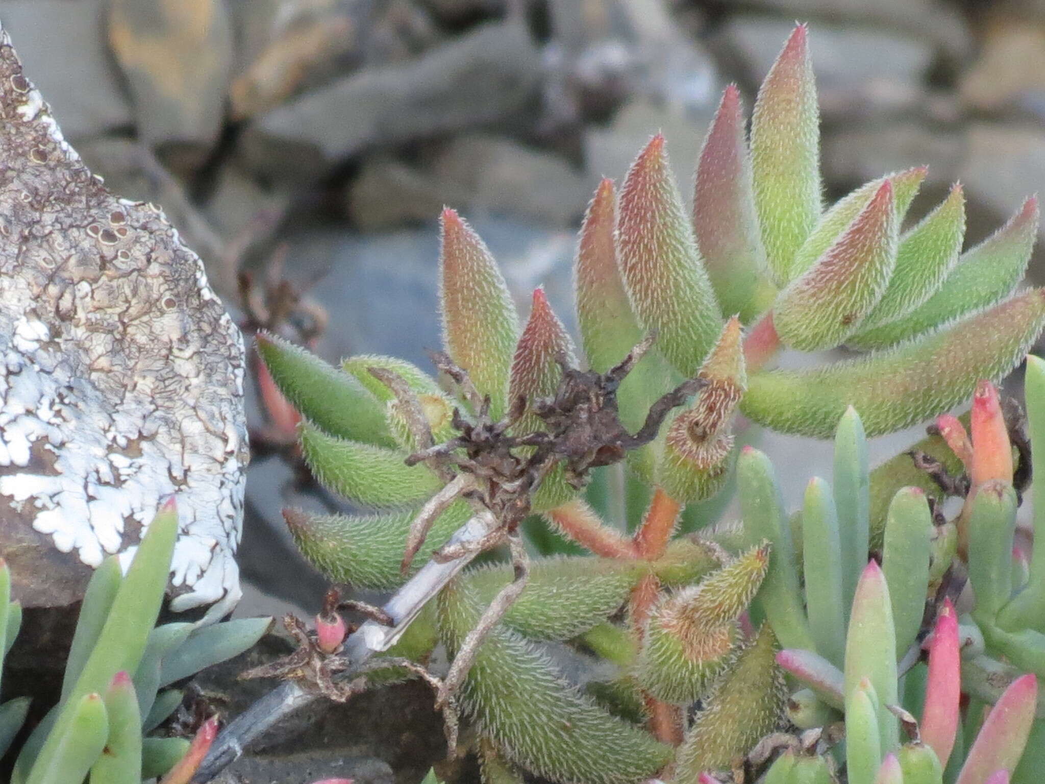 Image of Lampranthus stayneri (L. Bol.) N. E. Br.