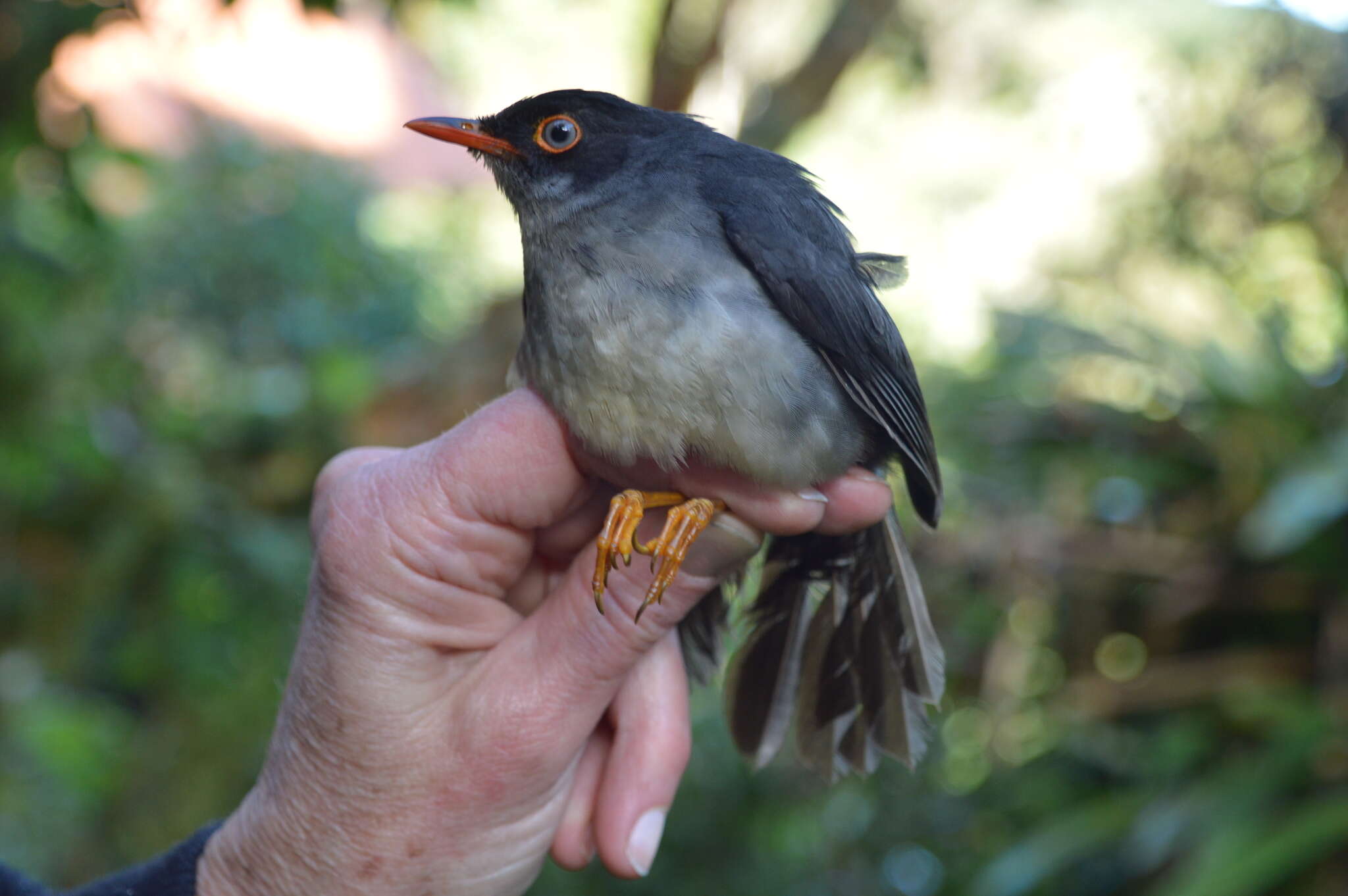 Image of Slaty-backed Nightingale-Thrush