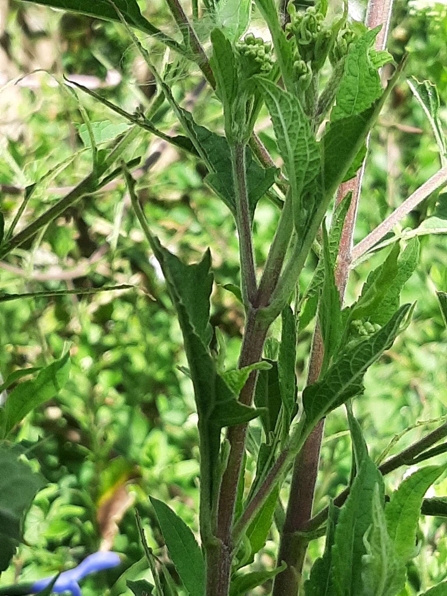 Image of Austroeupatorium inulifolium (Kunth) R. King & H. Rob.