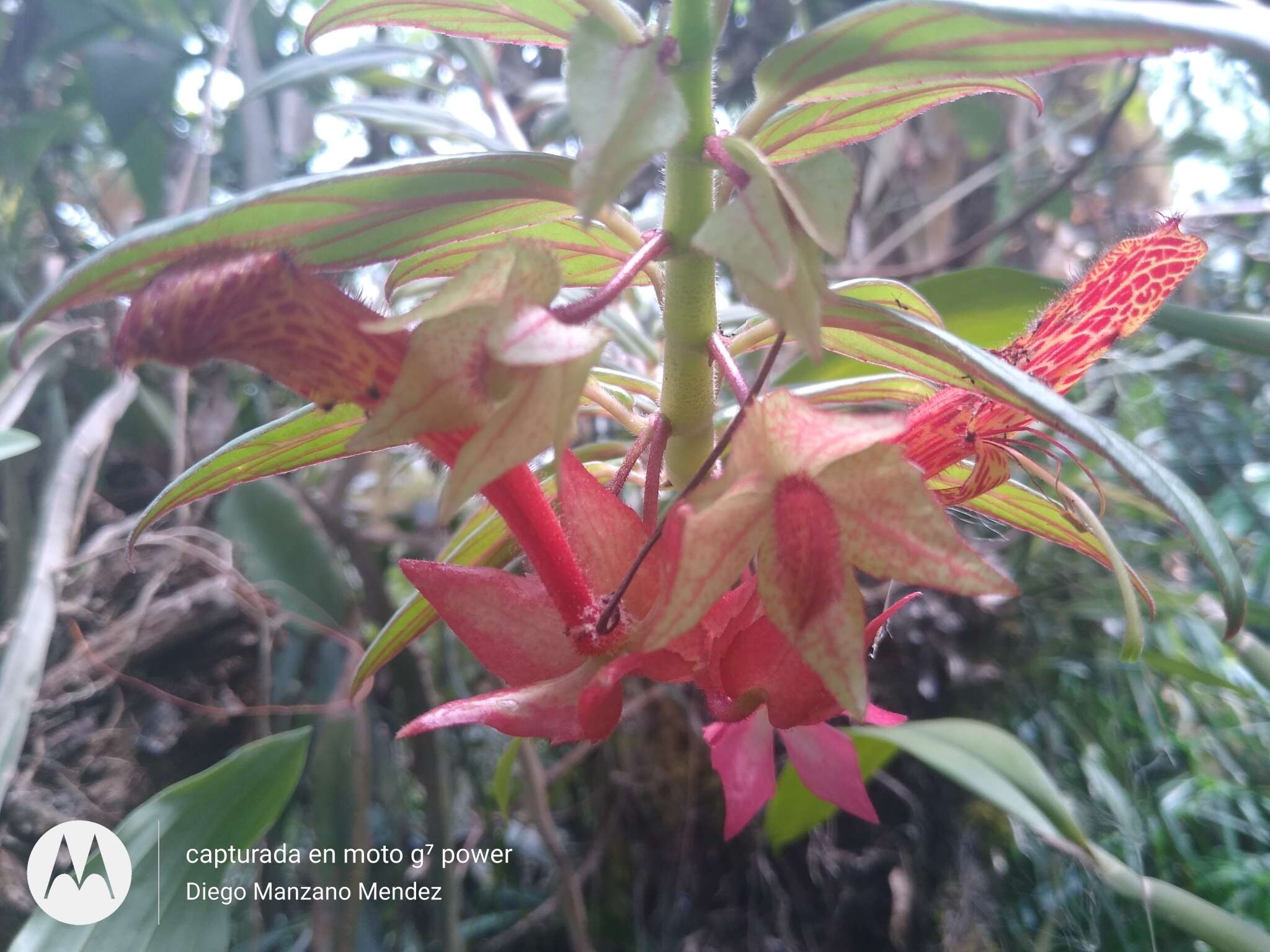 Image of Columnea schiedeana Schltdl.