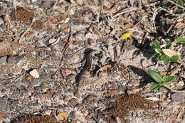 Image of West Coast Morethia Skink