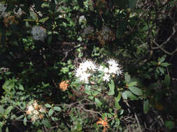 Imagem de Rhododendron micranthum Turcz.