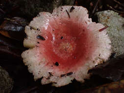Image of Russula kansaiensis Hongo 1979