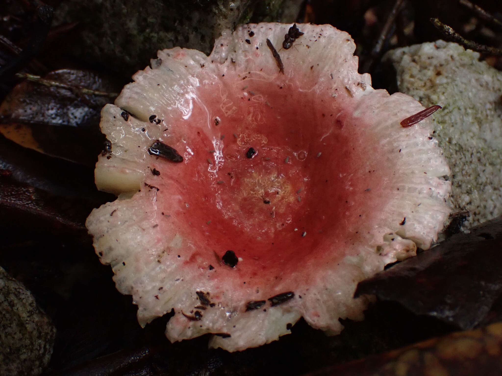 صورة Russula kansaiensis Hongo 1979