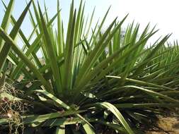 Image of Agave rhodacantha Trel.