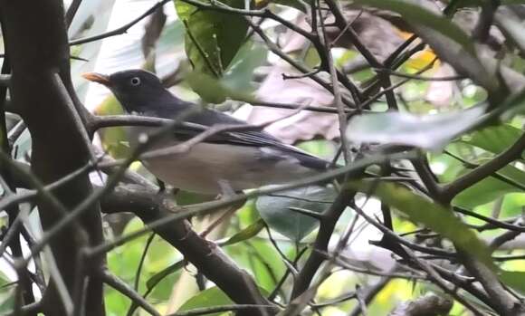 Image of Plumbeous-backed Thrush