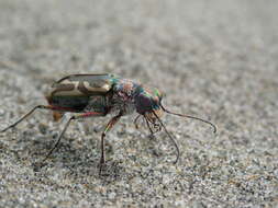 Image of Pacific Coast Tiger Beetle