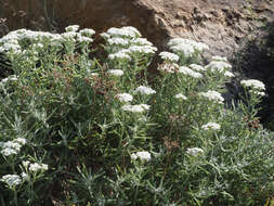 صورة Achillea cretica L.