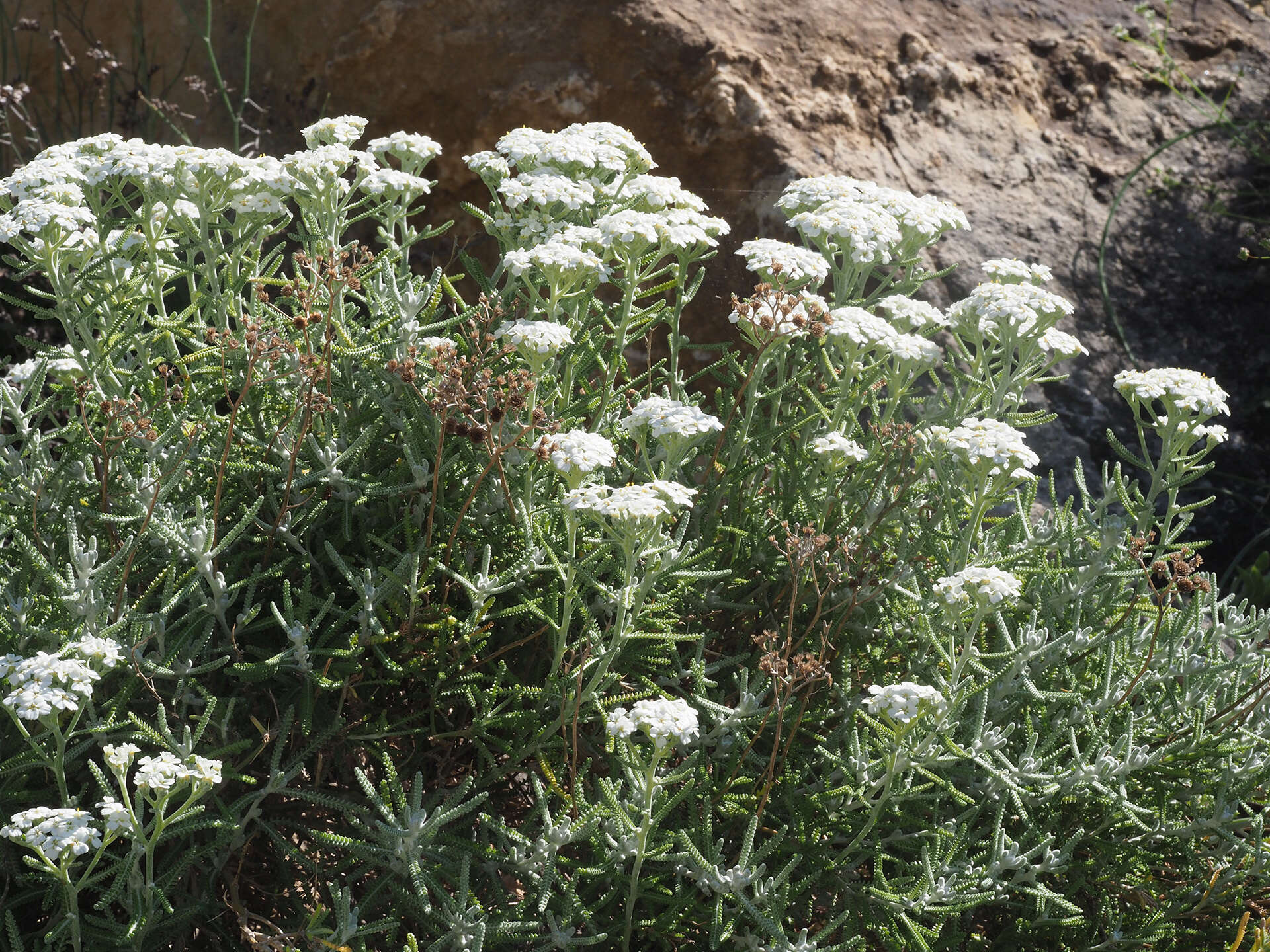 Achillea cretica L.的圖片