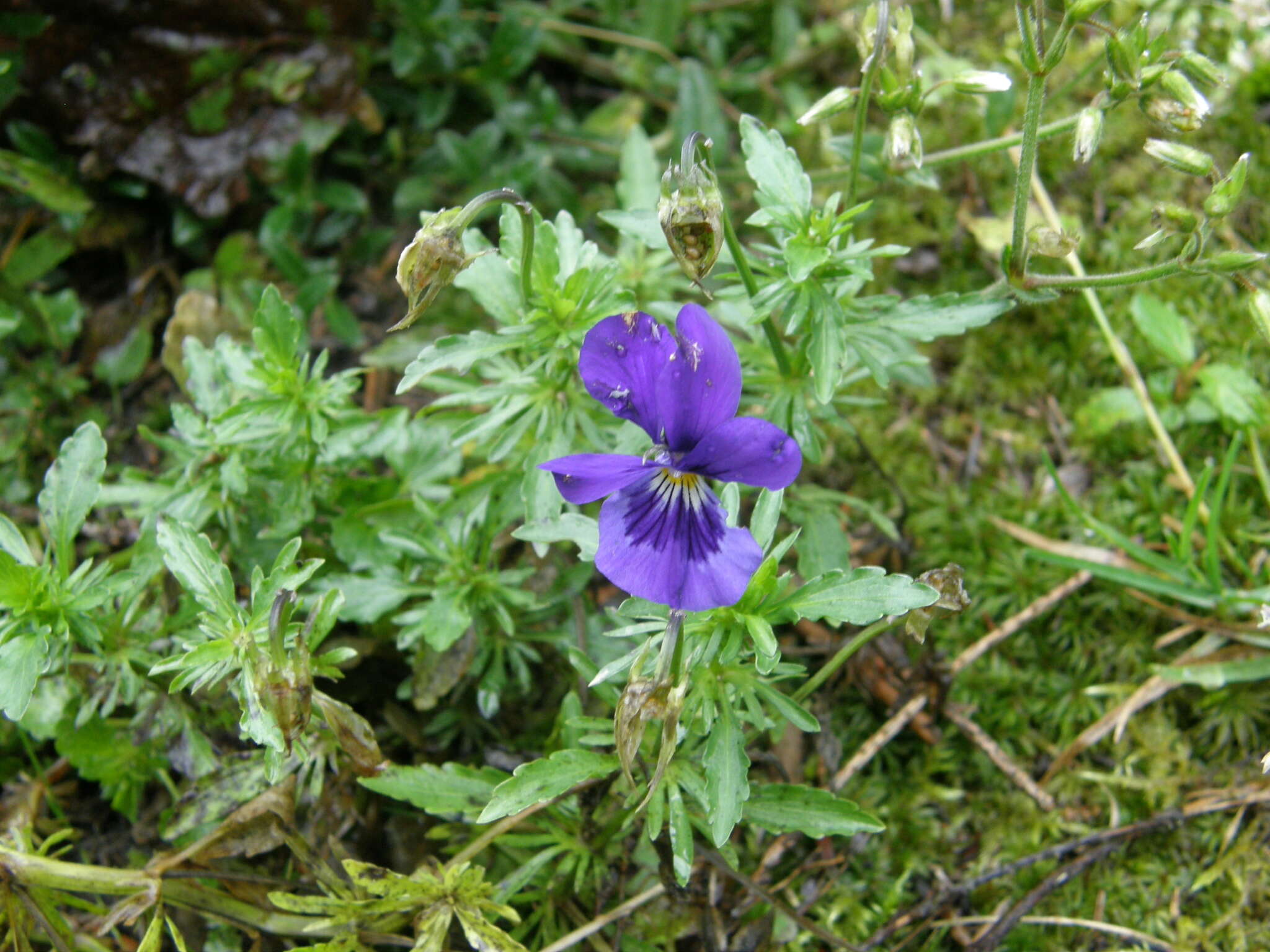 Image of Viola declinata Waldst. & Kit.