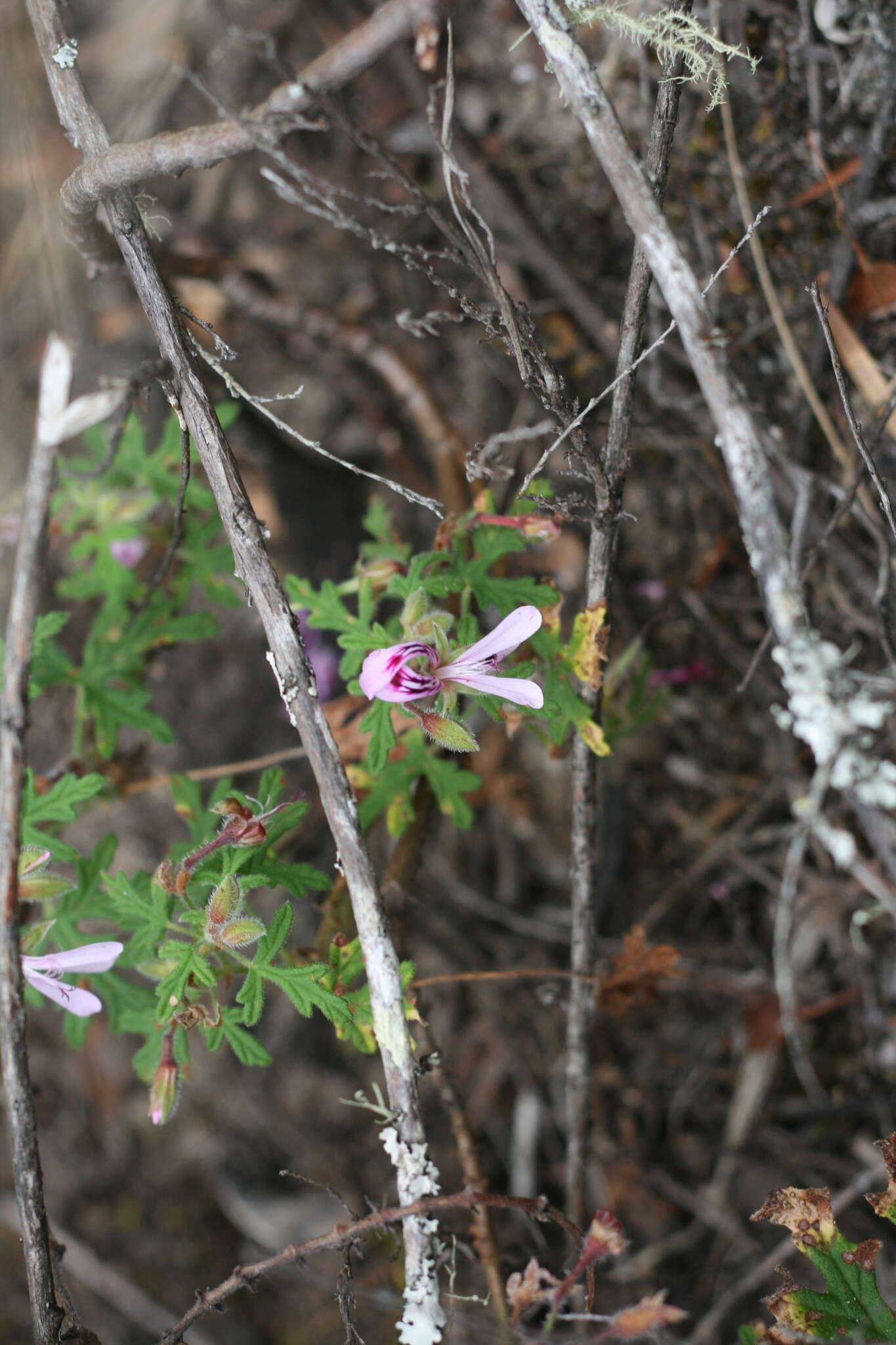 Image of rasp-leaf pelargonium