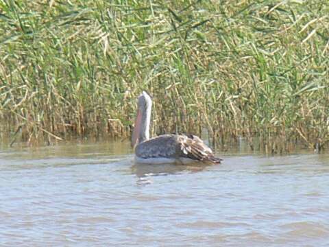 Image of Pink-backed Pelican