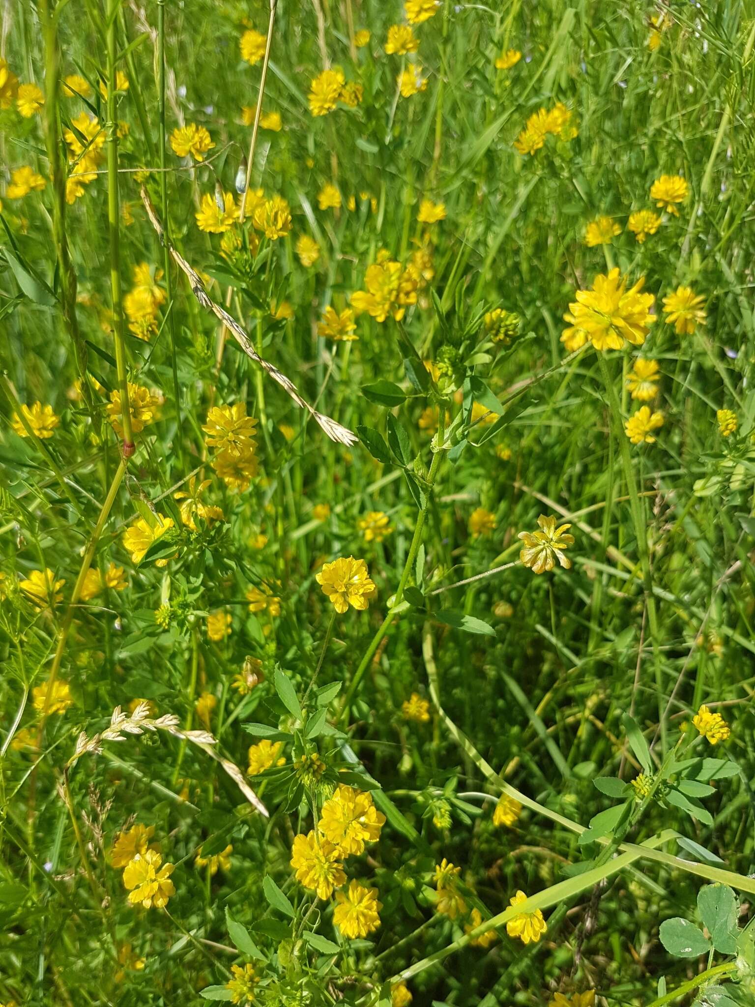 Imagem de Trifolium patens Schreb.