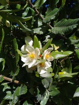 Слика од Eucryphia cordifolia Cav.