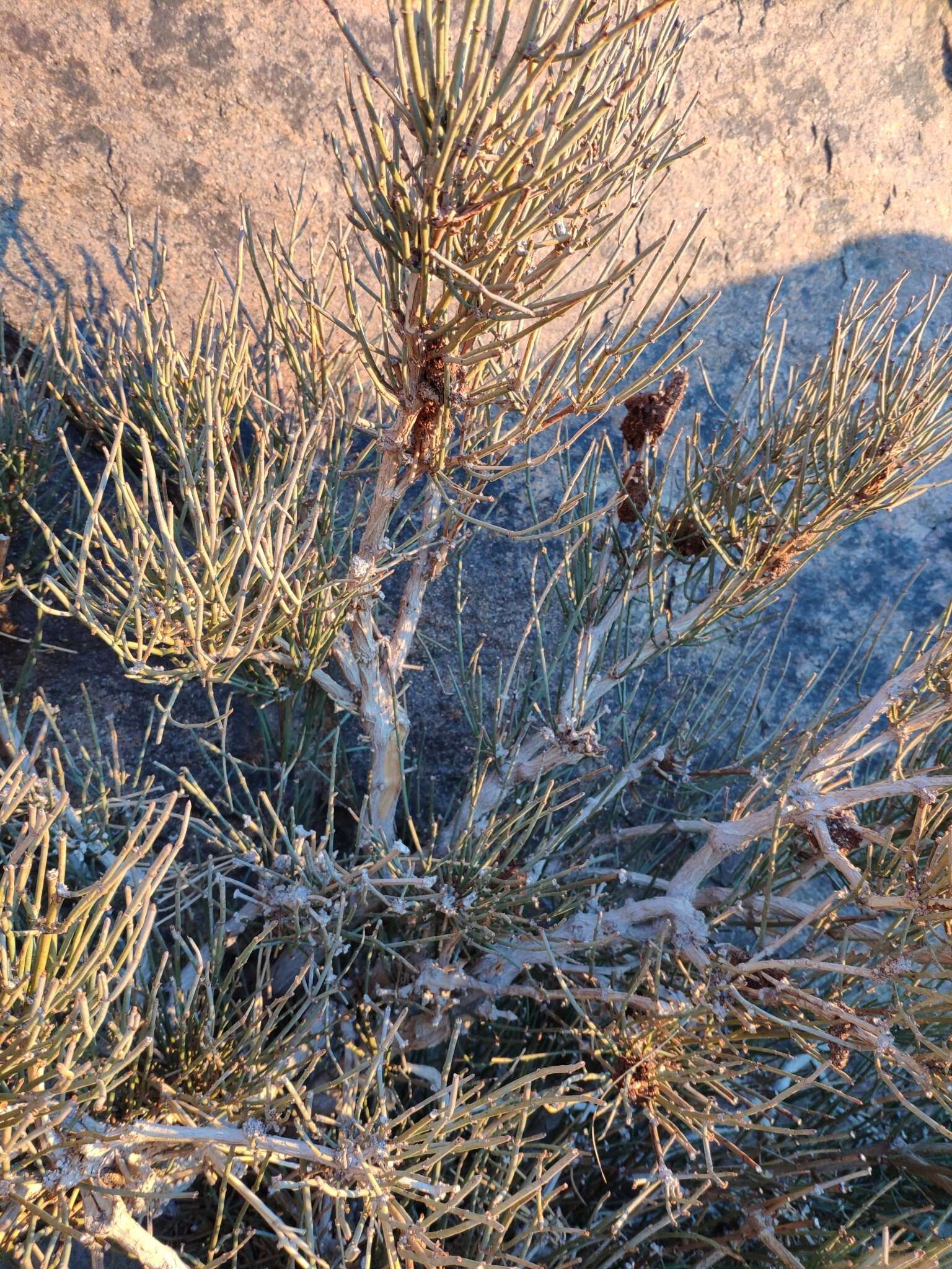 Ephedra alata Decne. resmi